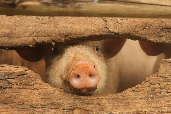 Cochon (cliché de Lauren Faure)