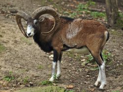 Mouflon