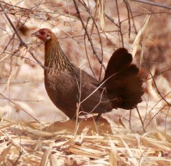 Gallus gallus