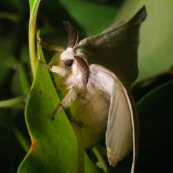 Bombyx